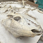 Oreodont Merycoidodontidae aus dem Oligozän