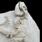 Oreodont Merycoidodontidae aus dem Oligozän