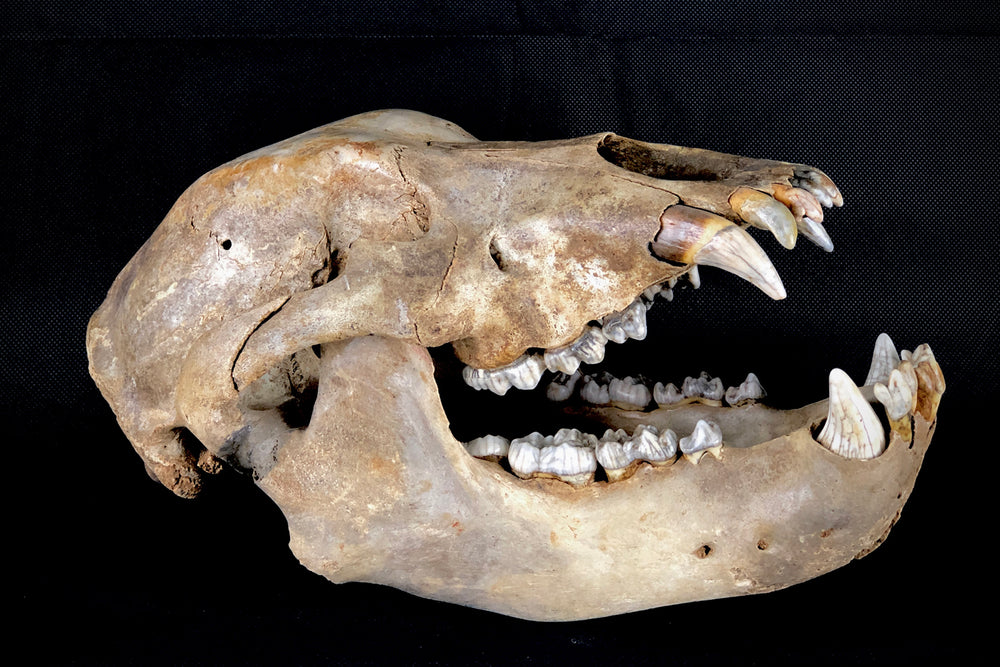 Höhlenbär Ursus spelaeus aus dem Pleistozän