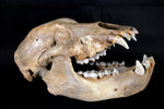 Höhlenbär Ursus spelaeus aus dem Pleistozän
