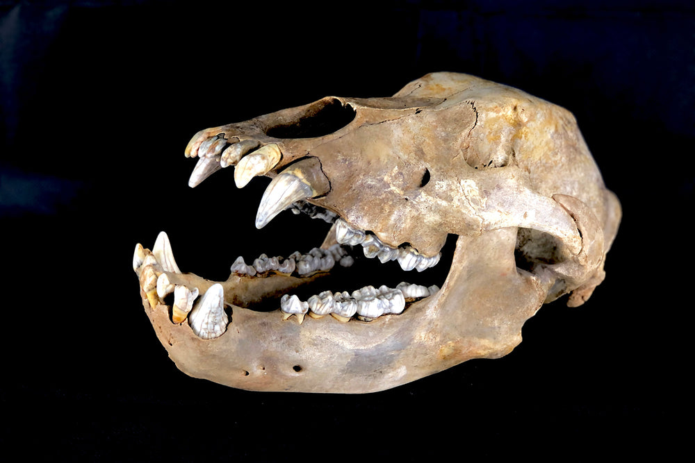Höhlenbär Ursus spelaeus aus dem Pleistozän