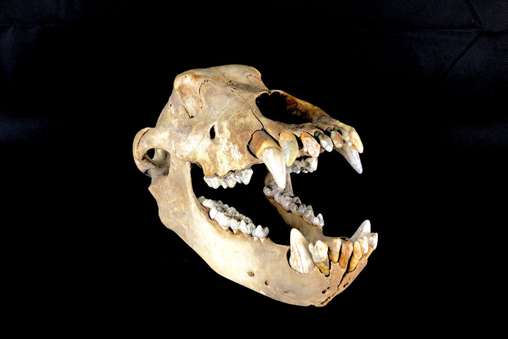 Höhlenbär Ursus spelaeus aus dem Pleistozän