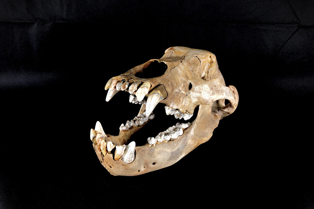 Höhlenbär Ursus spelaeus aus dem Pleistozän
