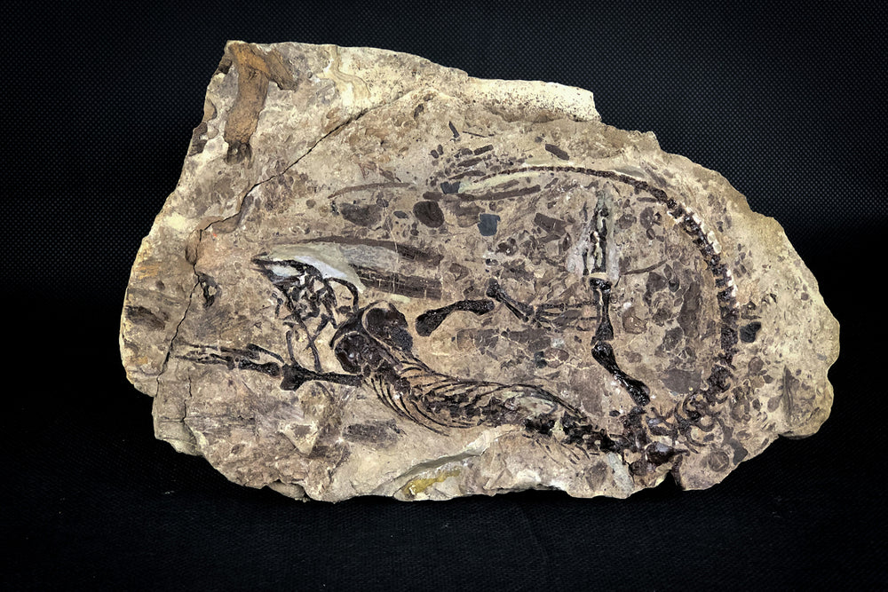 Barasaurus besairiei aus dem Perm