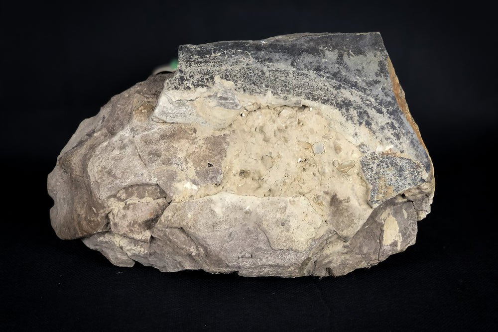 Barasaurus besairiei aus dem Perm