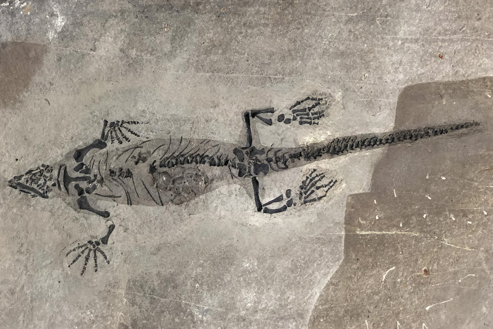 Barasaurus besairiei aus dem Perm
