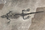 Barasaurus besairiei aus dem Perm