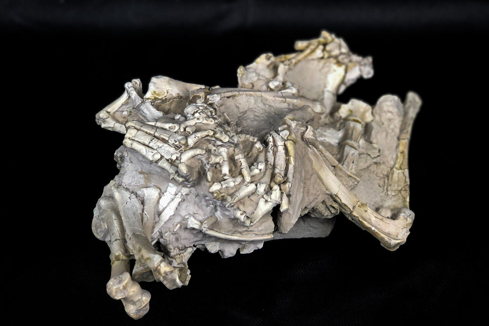 Oreodont Bonebed