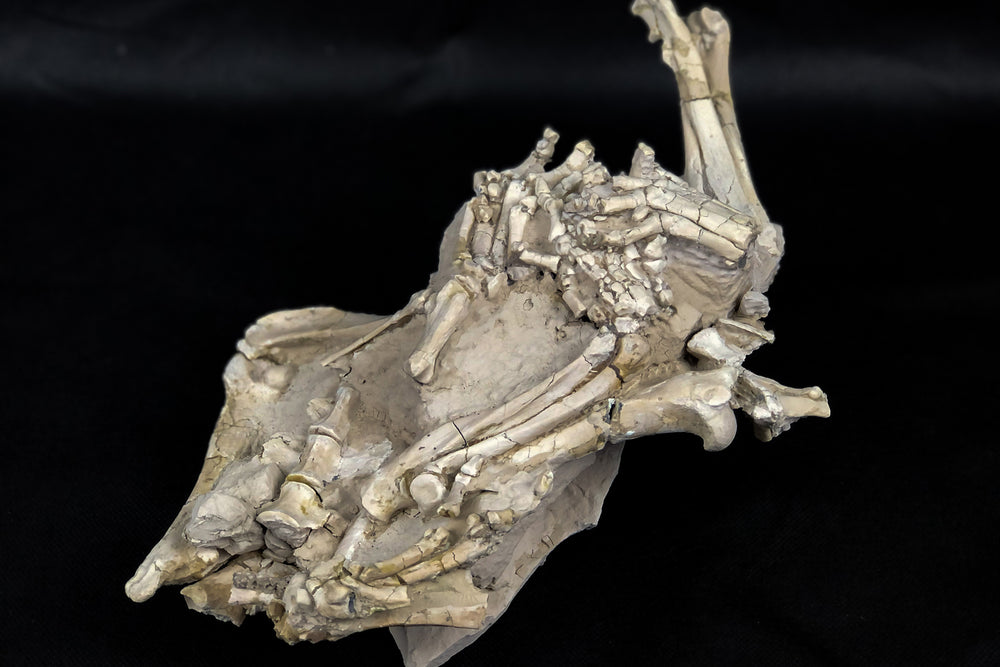 Oreodont Bonebed aus dem Oligozän