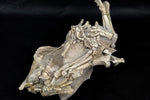 Oreodont Bonebed aus dem Oligozän