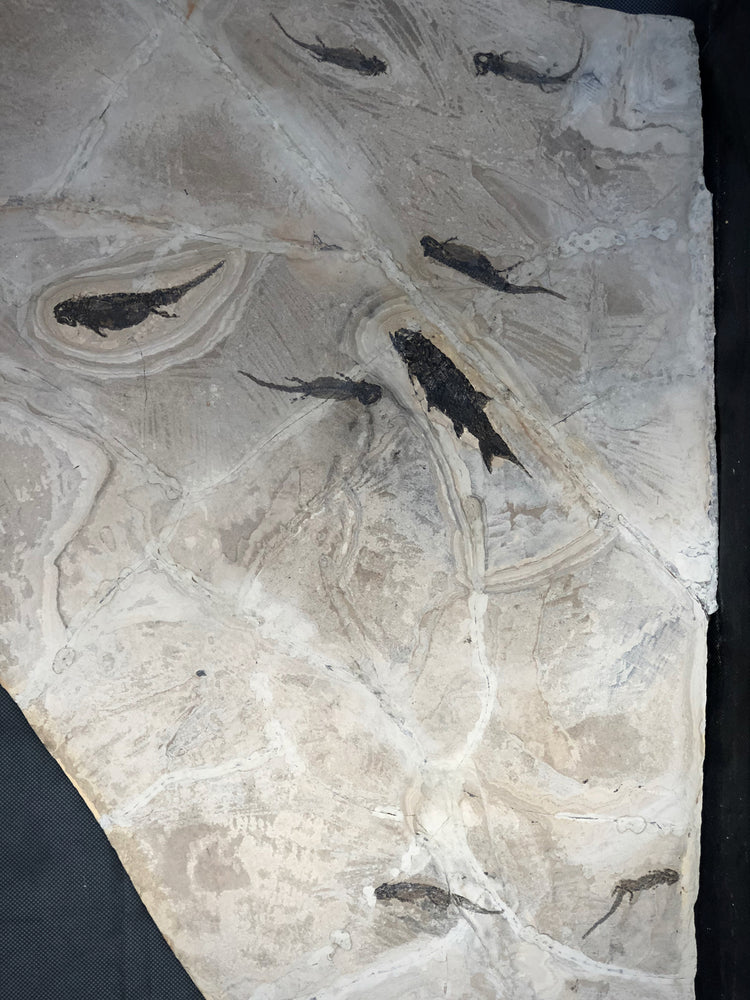 Branchiosaurus und Paramblypterus aus dem Perm