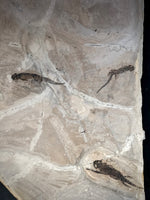 Branchiosaurus und Paramblypterus aus dem Perm