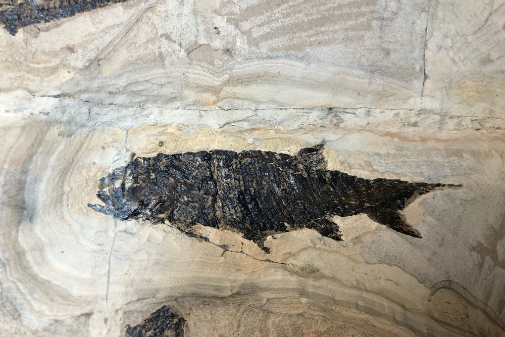 Branchiosaurus und Paramblypterus aus dem Perm