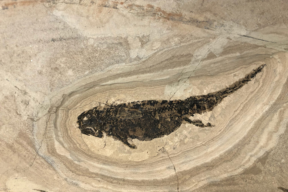 Branchiosaurus und Paramblypterus aus dem Perm