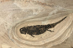 Branchiosaurus und Paramblypterus aus dem Perm