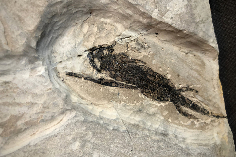 Branchiosaurus und Paramblypterus aus dem Perm