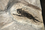 Branchiosaurus und Paramblypterus aus dem Perm