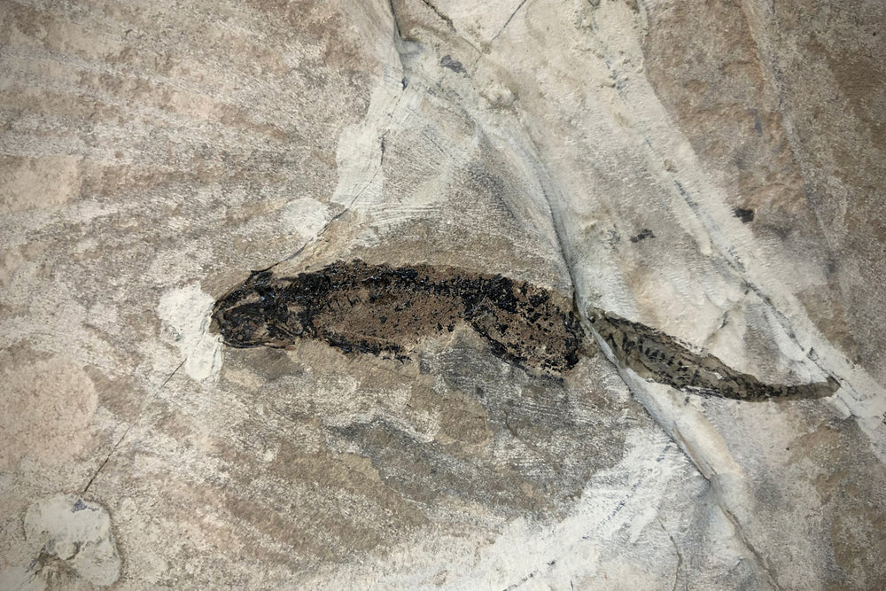 Branchiosaurus und Paramblypterus aus dem Perm