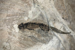 Branchiosaurus und Paramblypterus aus dem Perm