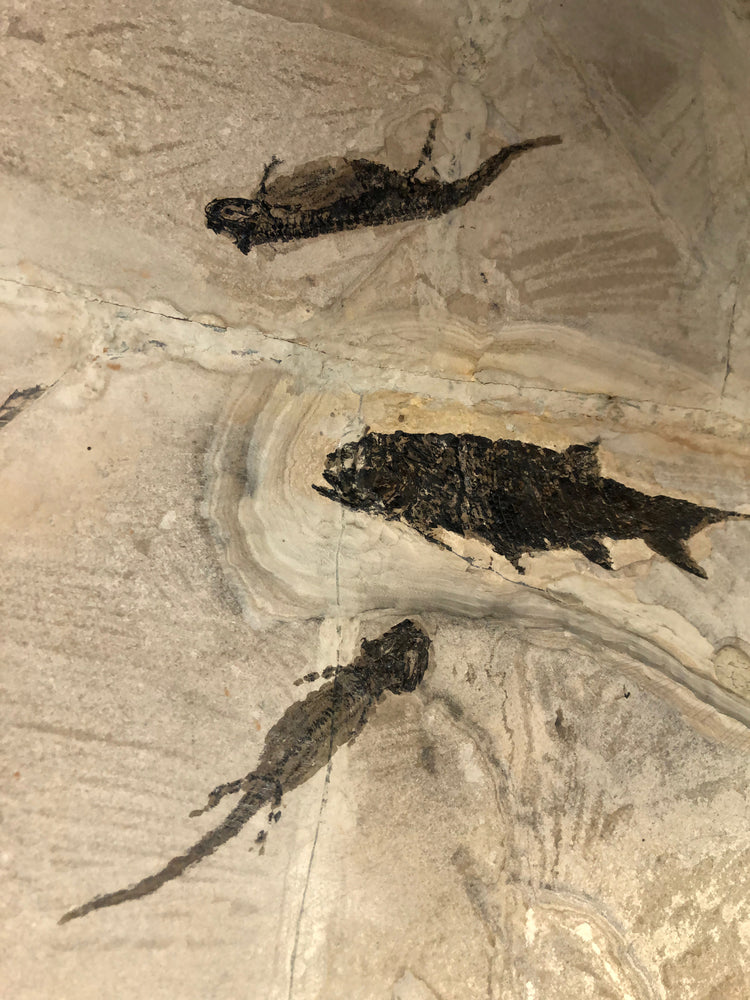 Branchiosaurus und Paramblypterus aus dem Perm