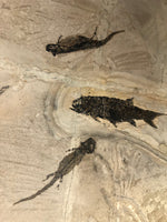 Branchiosaurus und Paramblypterus aus dem Perm