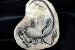 Claudiosaurus germaini