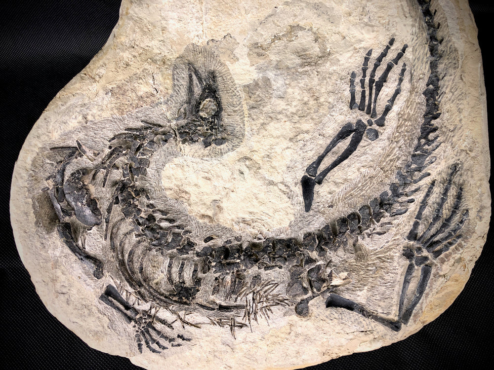 Claudiosaurus germaini aus dem Perm