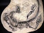 Claudiosaurus germaini