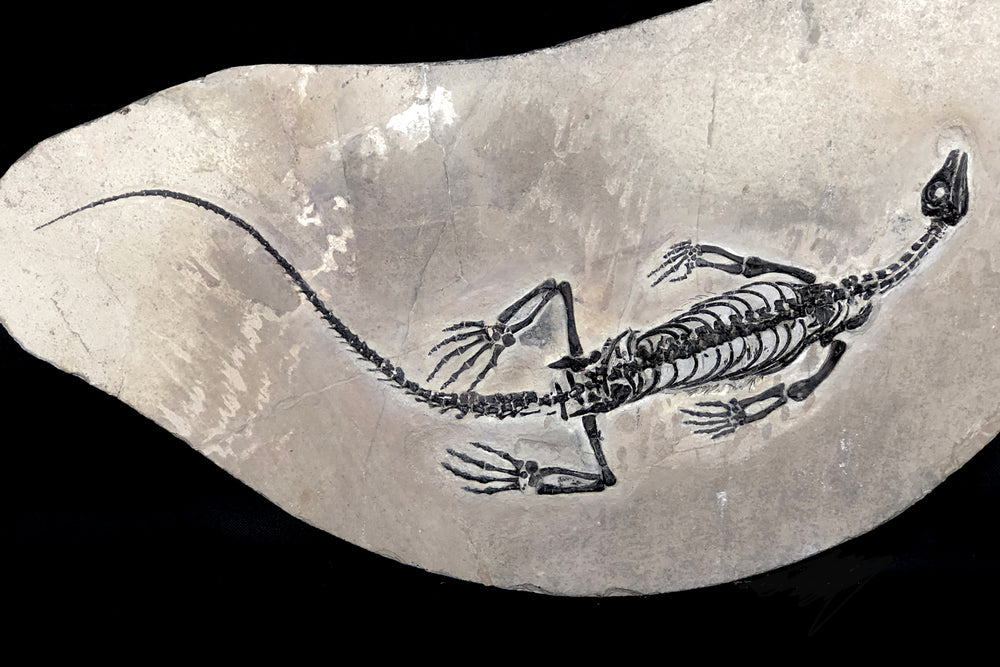 Claudiosaurus germaini Reptil aus dem Perm