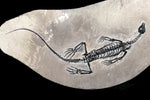 Claudiosaurus germaini Reptil aus dem Perm