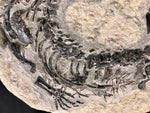 Claudiosaurus germaini