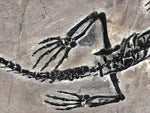 Claudiosaurus germaini Reptil aus dem Perm