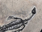 Claudiosaurus germaini Reptil aus dem Perm