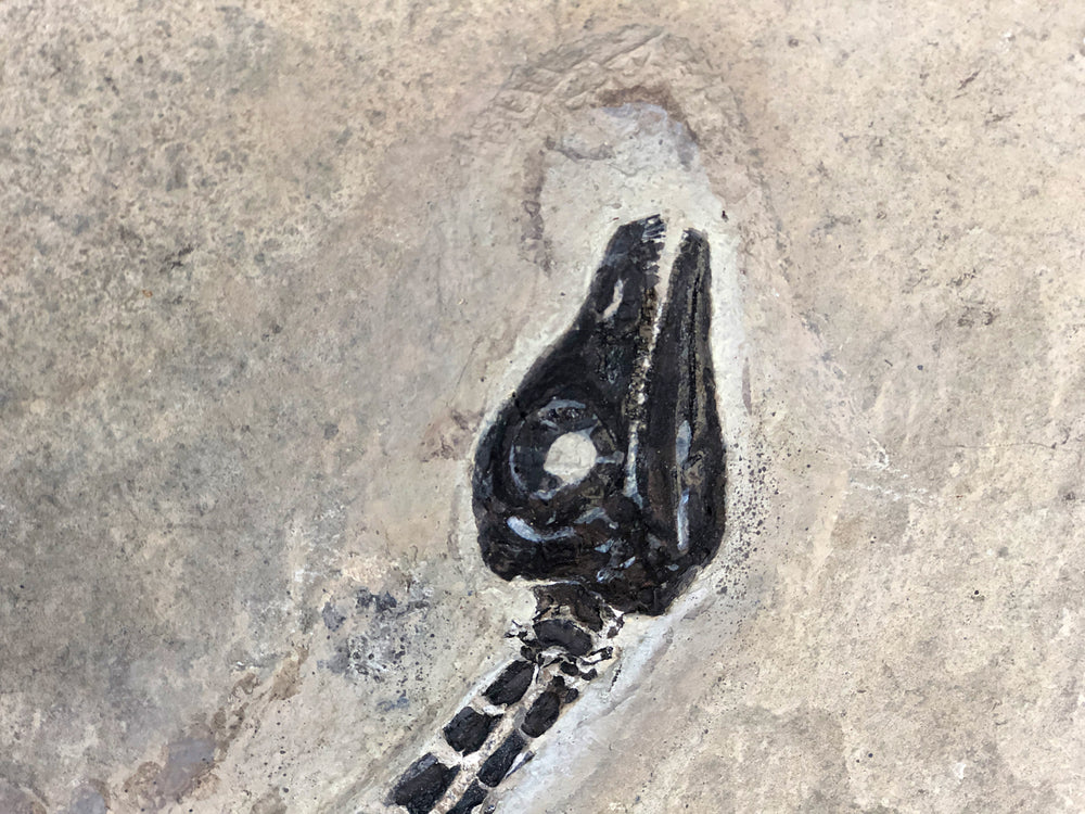 Claudiosaurus germaini Reptil aus dem Perm