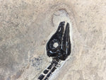 Claudiosaurus germaini Reptil aus dem Perm
