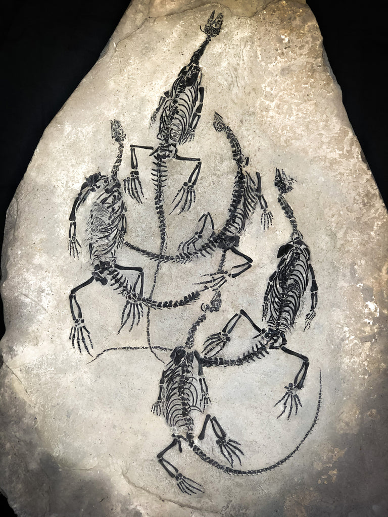 Claudiosaurus germaini aus dem Perm – FOSSGA - Fossilien An- und Verkauf