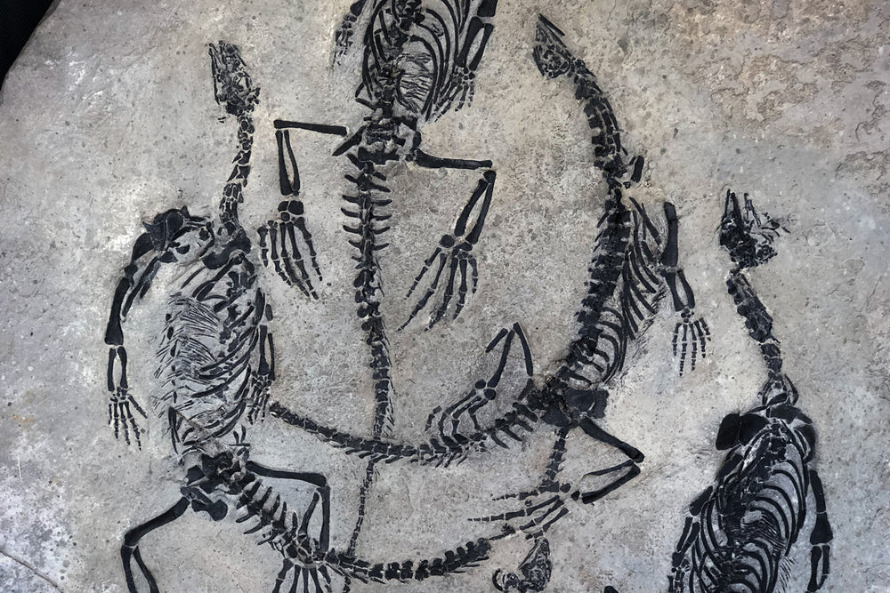 Claudiosaurus germaini aus dem Perm