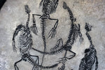 Claudiosaurus germaini aus dem Perm