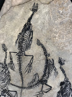 Claudiosaurus germaini aus dem Perm