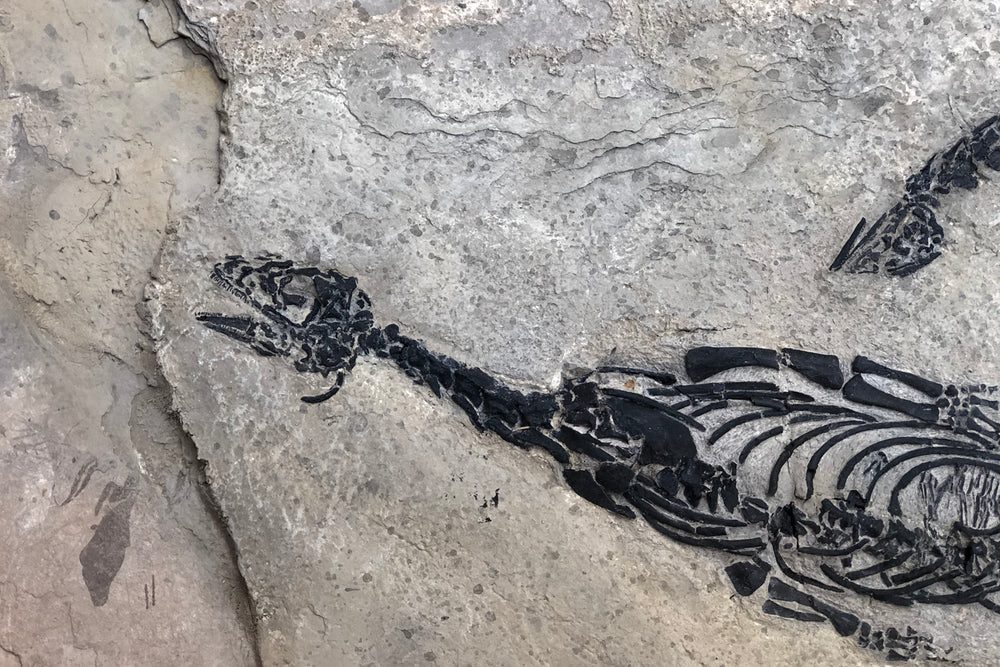 Claudiosaurus germaini aus dem Perm