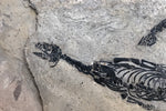 Claudiosaurus germaini aus dem Perm