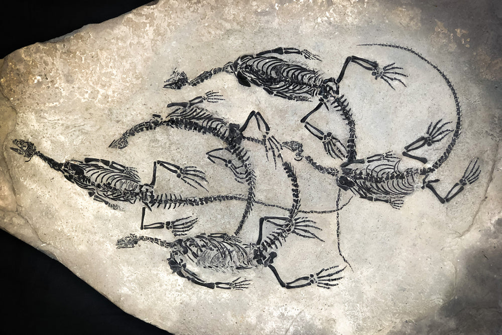 Claudiosaurus germaini aus dem Perm