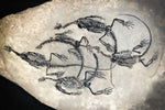 Claudiosaurus germaini aus dem Perm