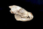 Hyaenodon