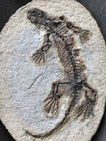 Barasaurus besairiei Reptil aus dem Perm