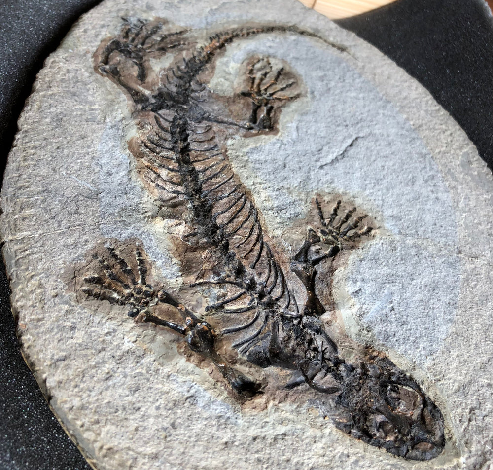 Barasaurus besairiei Reptil aus dem Perm