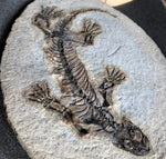 Barasaurus besairiei Reptil aus dem Perm