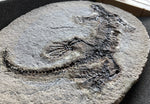 Barasaurus besairiei Reptil aus dem Perm
