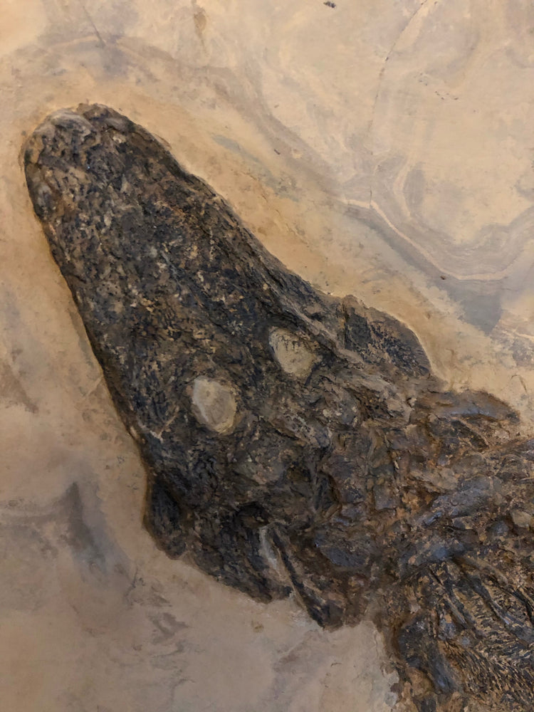 Archegosaurus sp. Jäger aus dem Perm
