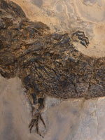 Archegosaurus sp. Jäger aus dem Perm